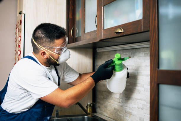 Best Flea Control Services  in Rosedale, MD