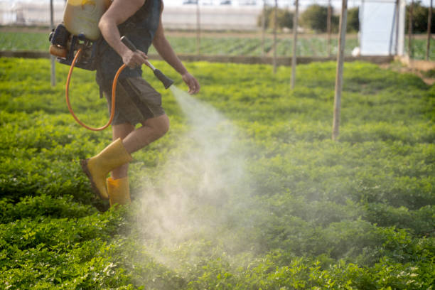Best Affordable Exterminators  in Rosedale, MD
