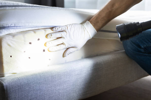 Best Affordable Pest Control Services  in Rosedale, MD
