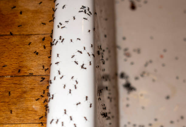Best Ant Control Services  in Rosedale, MD