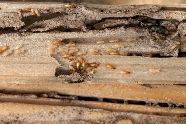 Spider Control Near Me in Rosedale, MD