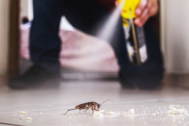 Best Local Pest Control Services  in Rosedale, MD